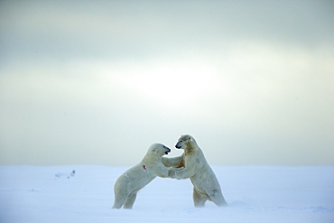 Polar bears playing on snow, Barter Island Alaska 