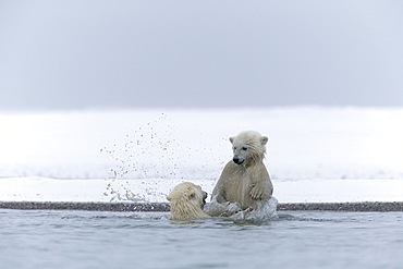 Polar bears playing in water, Barter Island Alaska 