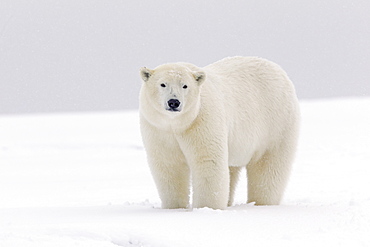 Polar bear in the snow, Barter Island Alaska 