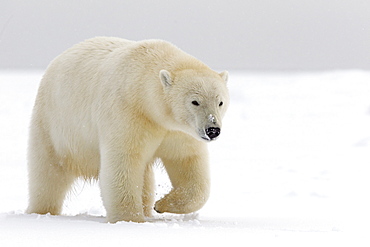 Polar bear walking in the snow, Barter Island Alaska 