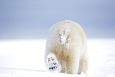 Polar bear walking in snow, Barter Island Alaska 