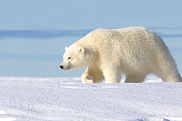 Polar bear walking in snow, Barter Island Alaska 