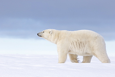 Polar bear walking in snow, Barter Island Alaska 