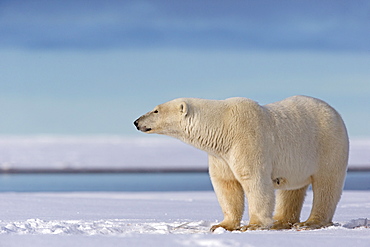 Polar bear walking in snow, Barter Island Alaska 