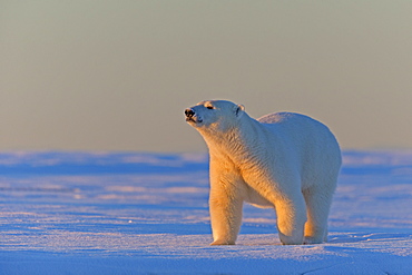 Polar bear walking in snow, Barter Island Alaska 