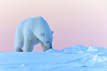 Polar bear walking in snow, Barter Island Alaska 