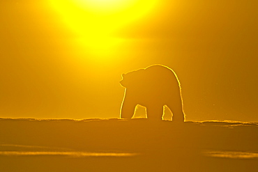 Polar bear at sunset, Barter Island Alaska 