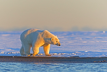 Polar bear walking on the shore, Barter Island Alaska