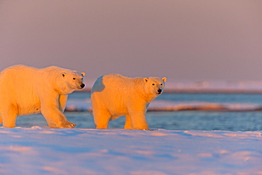 Polar bear and young in the evening, Barter Island Alaska 