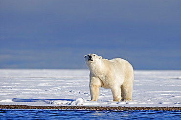 Polar bear on the shore, Barter Island Alaska