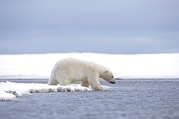 Polar bear on the shore, Barter Island Alaska