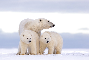 Polar bear and young in the snow, Barter Island Alaska