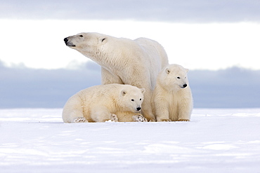 Polar bear and young in the snow, Barter Island Alaska