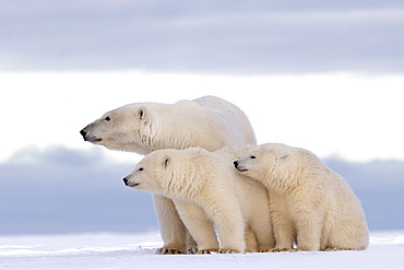 Polar bear and young in the snow, Barter Island Alaska