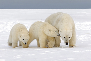 Polar bear and young in the snow, Barter Island Alaska