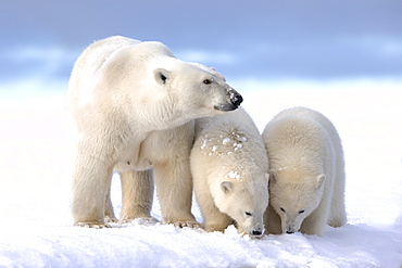 Polar bear and young in the snow, Barter Island Alaska