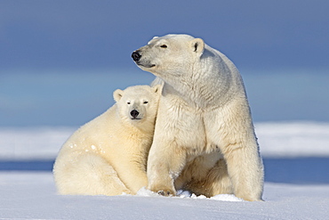 Polar bear and young in the snow, Barter Island Alaska