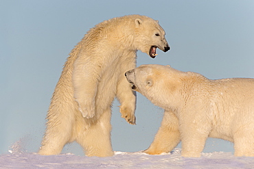 Polar Bears playing in the snow, Barter Island Alaska