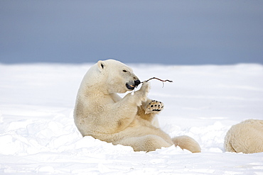 Polar bear playing with a branch, Barter Island Alaska