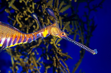 Portrait of Common sea dragon, Aquarium Singapore 