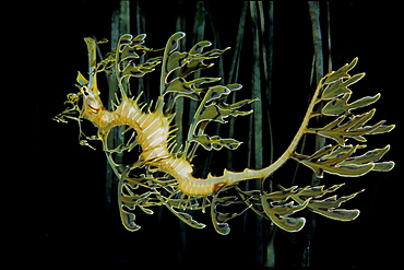 Leafy sea dragon, Australia