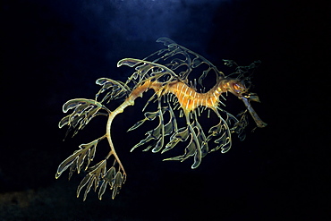 Leafy sea dragon, Australia