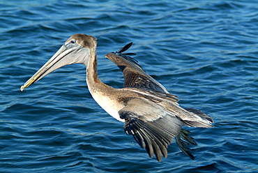 Brown pelican in flight, River Homossassa Florida USA 