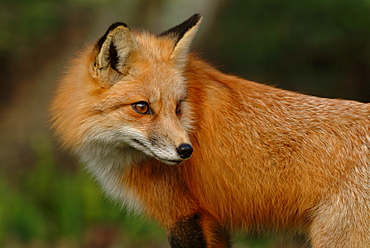 Portrait of Red Fox, Homossassa river Florida USA