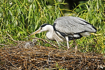 Grey Heron and young in nest at spring, United Kingdom 