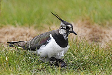 Northern lapwing with young on nest,  Midlands England UK