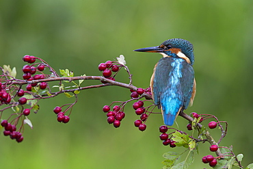 Kingfisher perched on a branch of Hawthorn in autumn, GB