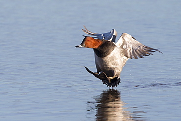 Male Pochard landing on water in winter, GB