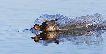 Male Pochard landing on water in winter, GB