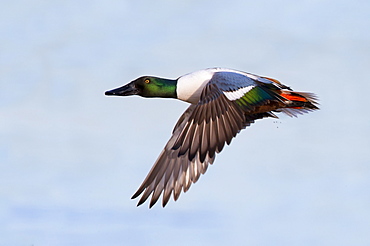 Male Shoveler in flight in winter, GB