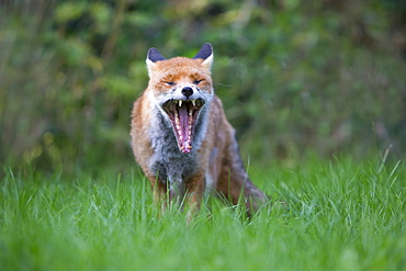 Red Fox yawning in summer, GB