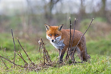 Red Fox walking in a meadow in autumn, GB