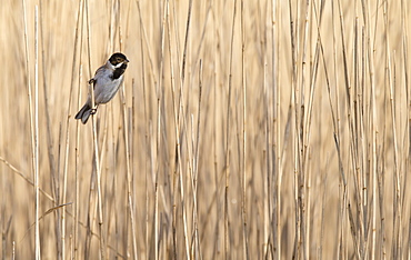 Male Reed Bunting perched in a reed bed in winter, GB