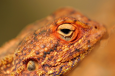 Portrait of Southern rock agama, Namibia