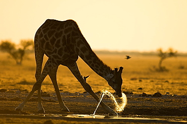 Giraffe drinking at sunset, Makgadikgadi Botswana 