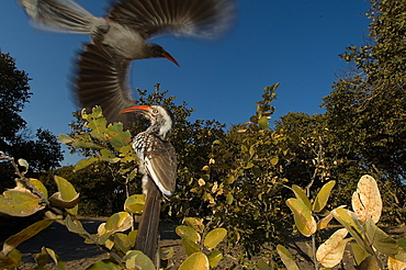 Yellow hornbills, Chobe Botswana 