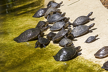 Yellow-spotted River Turtles, Amazonas Brazil