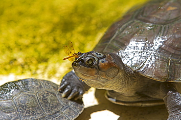 Giant South American turtle, Amazonas Brazil