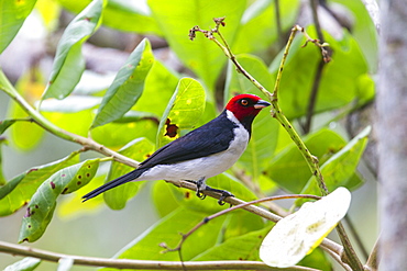 Yellow-billed Cardinal on a branch, Amazonas Brazil