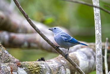 Blue-grey Tanager on a branch, Amazonas Brazil