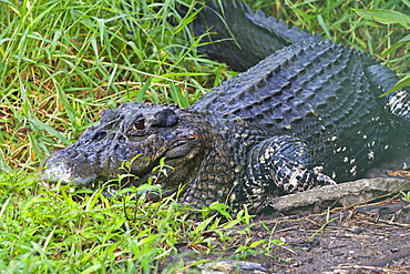 Black Caiman on river bank, Amazonas Brazil