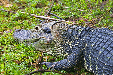 Black Caiman on river bank, Amazonas Brazil