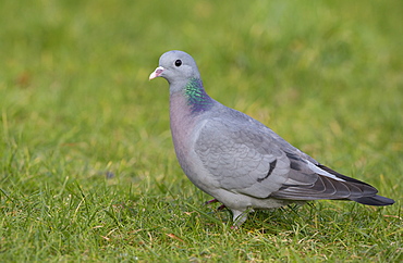 Stock Dove looking for food in winter, GB