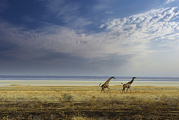 Giraffes in the Etosha Pan, Namibia