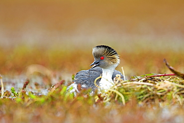 Silvery Grebe at nest, Torres del Paine Chile 