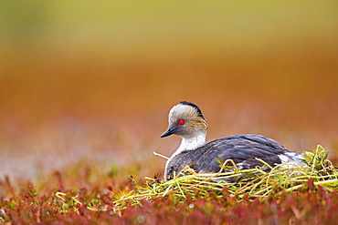 Silvery Grebe at nest, Torres del Paine Chile 